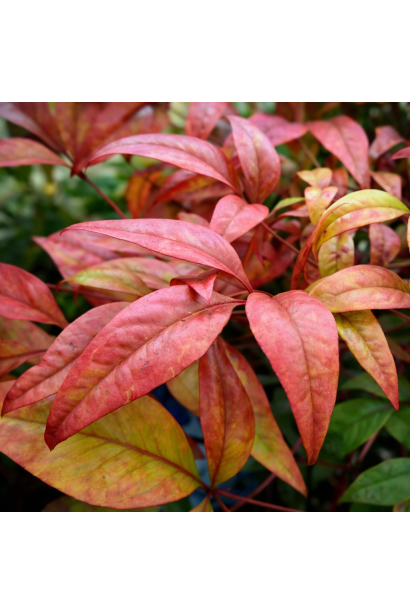 Nandina domestica Файр Пауер опис